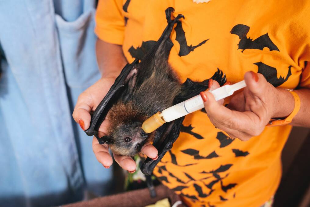 A malnourished flying fox pup getting cared for by ACT Wildlife volunteers Photo: Rohan Thomson
