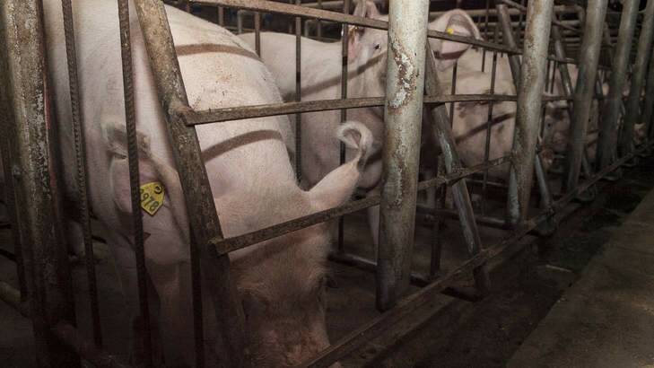 The RSPCA has welcomed the closure of two piggeries in the Canberra region. Photo: Supplied