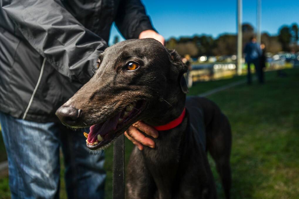 The ACT government announced a ban on all greyhound racing in Canberra on Friday. Photo: Dion Georgopoulos