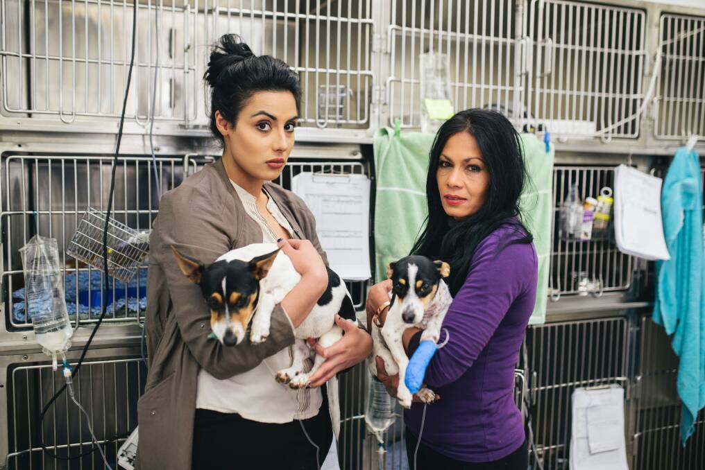 Vanessa Giannasca and her mother Rachael Ali visit their dogs 'Lucky' and 'Lady' at Calwell Vet after they were mauled by three dogs earlier this week. Photo: Rohan Thomson