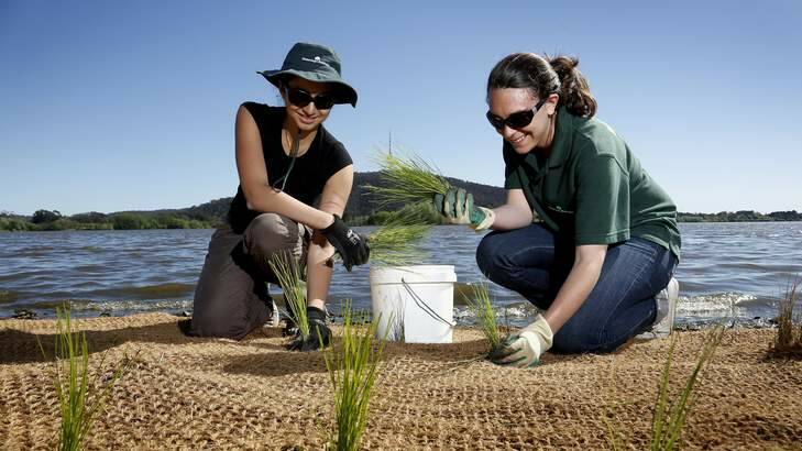French interns Cecile Brun and Camille Brillion planting aquatic macrophytes along Lake Burley Griffin in Yarralumla. Photo: Jeffrey Chan