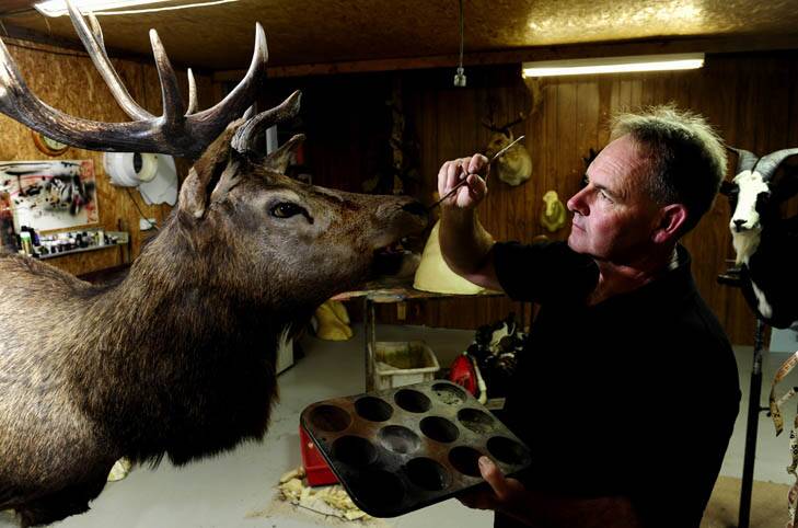 Unexpected resurgence ... taxidermy has become popular in the worlds of fashion and art. Photo: Melissa Adams