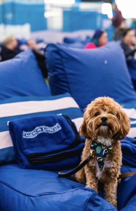 Dogs are welcome at any screening at the open air cinemas on the Patrick White Lawns alongside the National Library. Photo: Supplied