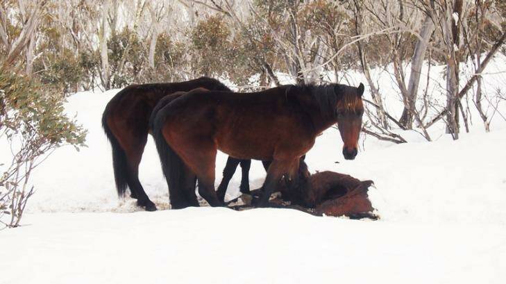 These brumbies were seen with their snouts inside the abdominal cavity of a dead horse. Photo: Supplied