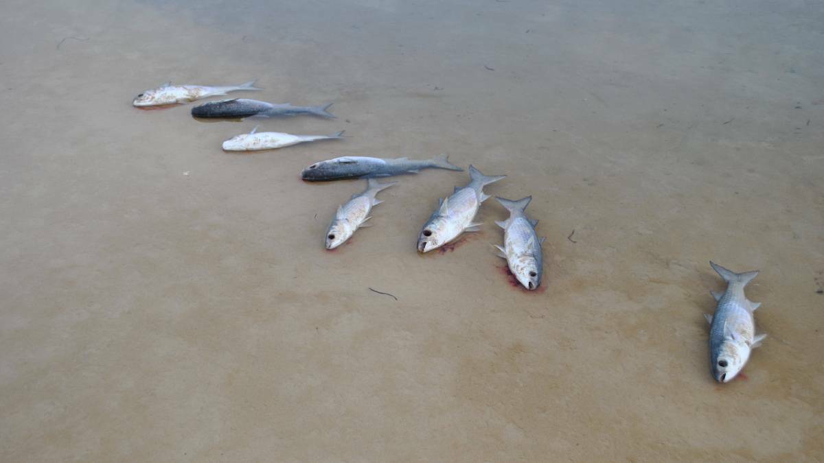 Hundreds of dead fish washed ashore at Lake Conjola. Photo:  Emily Barton