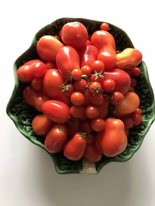 Tomatoes harvested on one recent day by Gini Hole in Red Hill.  Photo: Gini Hole