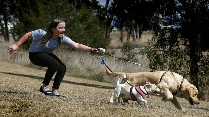 Amy Weissel from Harrison takes dogs Cinnamon and Tashi for a walk. Photo: Jeffrey Chan