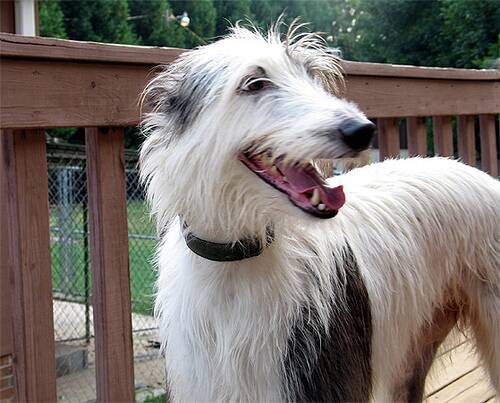 Demos, adorable staghound at Women's Farm.