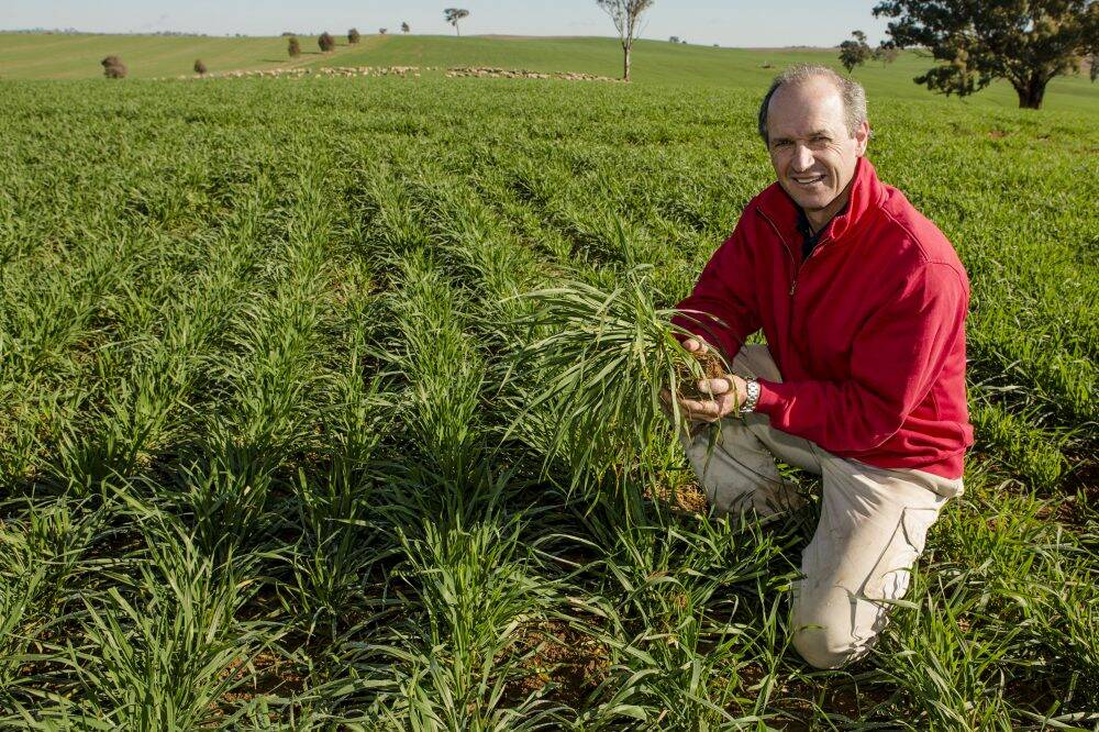 Harden farmer Tony Flanery with a sample of his wheat crop, and sheep grazing on the crop in the background. Photo: Jamila Toderas