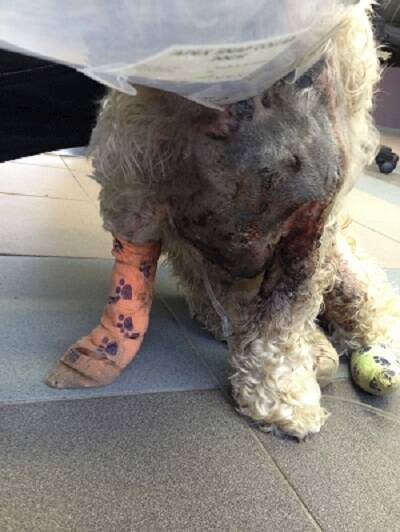 Miley the spoodle in 2013 at the time she suffered horrific burns at a dog salon owned by former Canberra dog groomer Lance Baker. Photo: Supplied