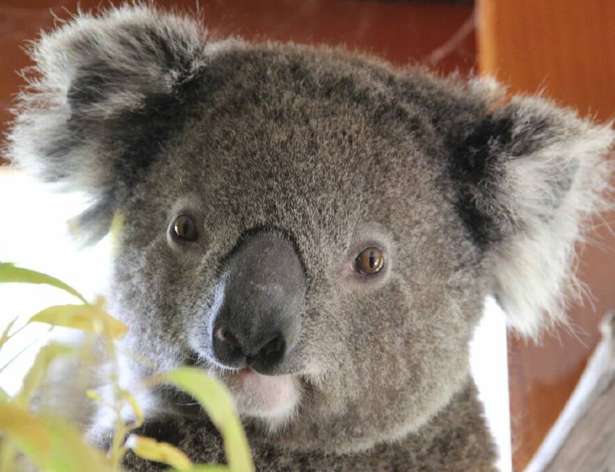 Rescued koala: Have you seen a koala in the ACT?  Photo: James Fitzgerald