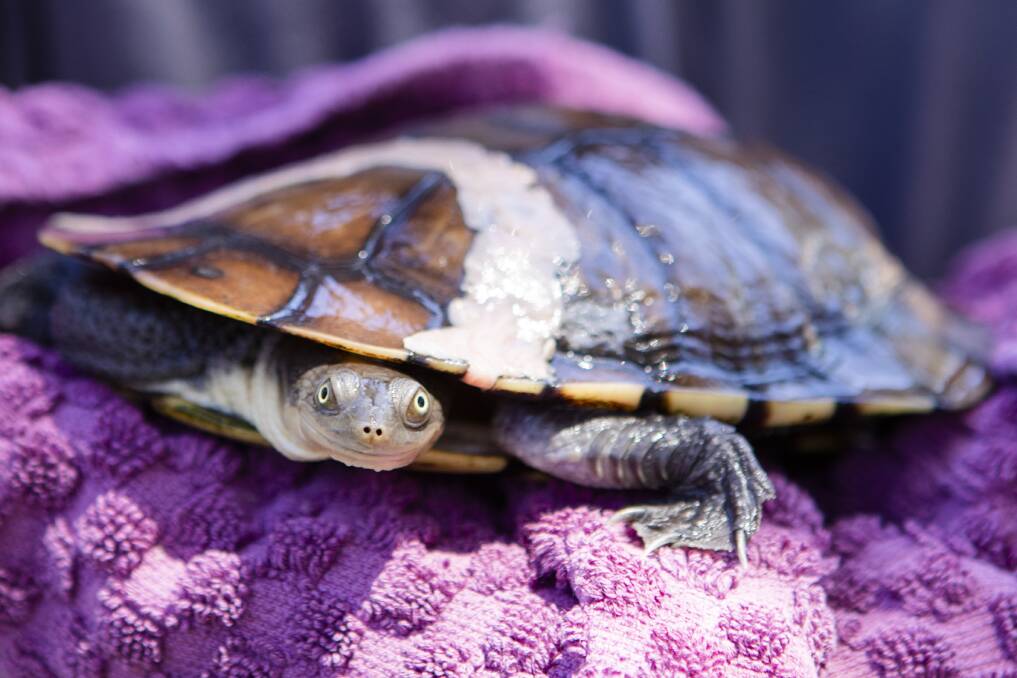 A turtle taken to the shelter. Photo: Jamila Toderas