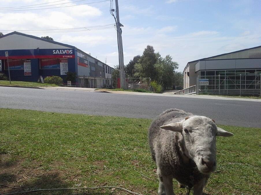 Shaun the Sheep is becoming a celebrity in Fyshwick. Photo: supplied
