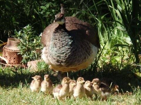 New peacock chicks born at Narrabundah. Photo: Ann-Lone Thwaites
