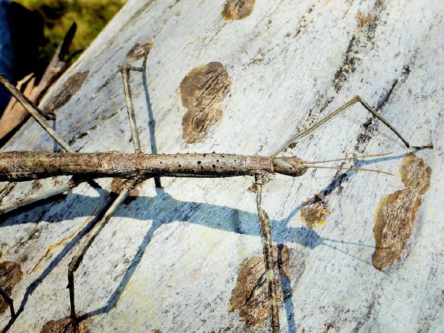 A rare Titan stick insect recently spotted in the Brindabellas. Photo: Roger Farrow