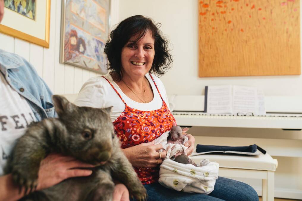 Wombat carer Lindy Butcher at home with three wombats Photo: Rohan Thomson