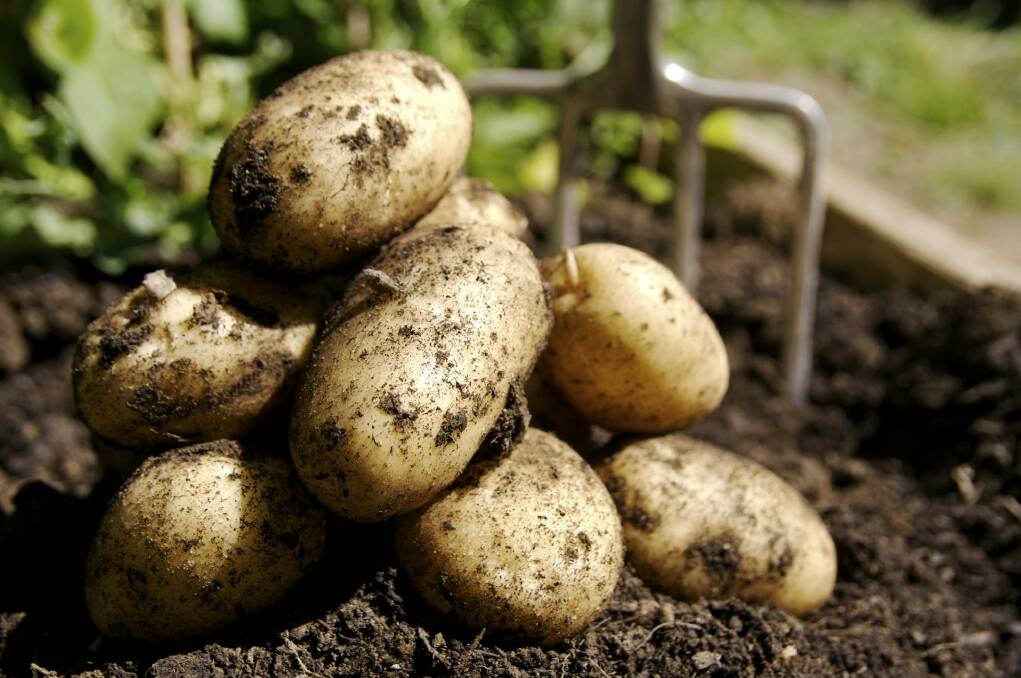 Fair Trading ACT has received plenty of odd complaints, including that potatoes are being suffocated. Photo: iStock