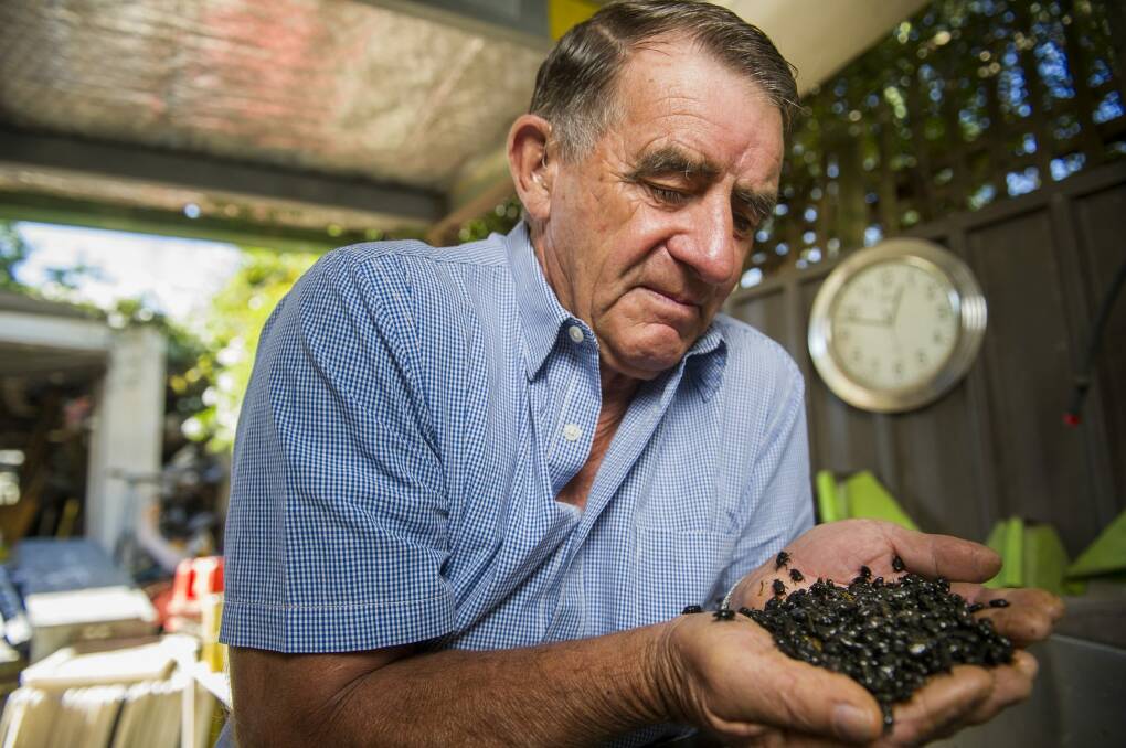 John Feehan with some of his dung beetles at home in Hackett. 


The Canberra Times Photo: Rohan Thomson