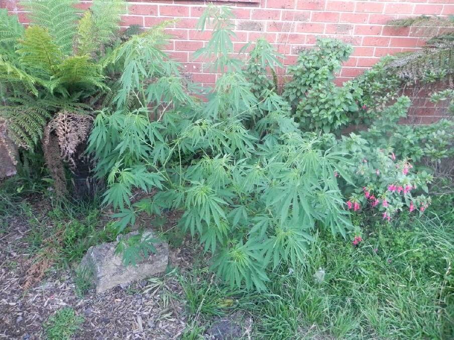 A cannabis plant which was seized by police in a Bonython raid on Friday. Photo: ACT Policing