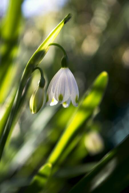 One of the first Canberra Times photo competition entries is of a snowdrop flower. Photo: June Furbank-Savill