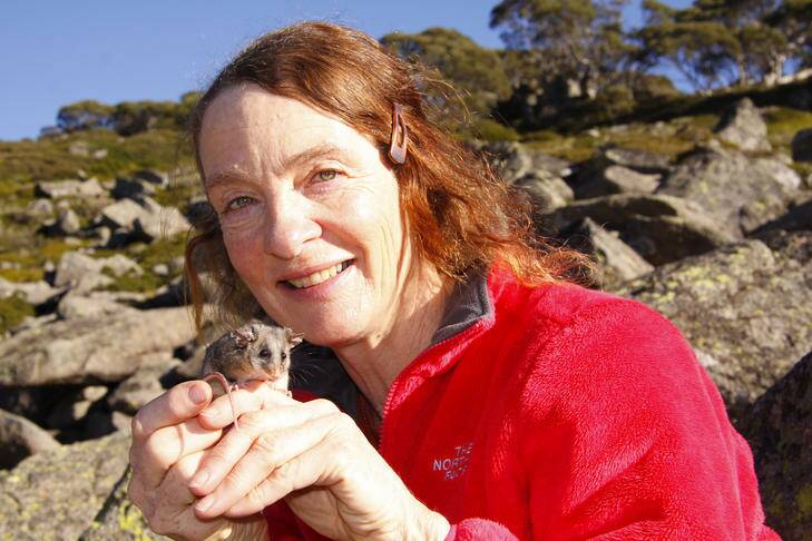 Office of Environment and Heritage ecologist Dr Linda Broome has conducted invaluable research into Mountain Pygmy Possums in Kosciuszko National Park for decades. Photo: Lucy Morrell
