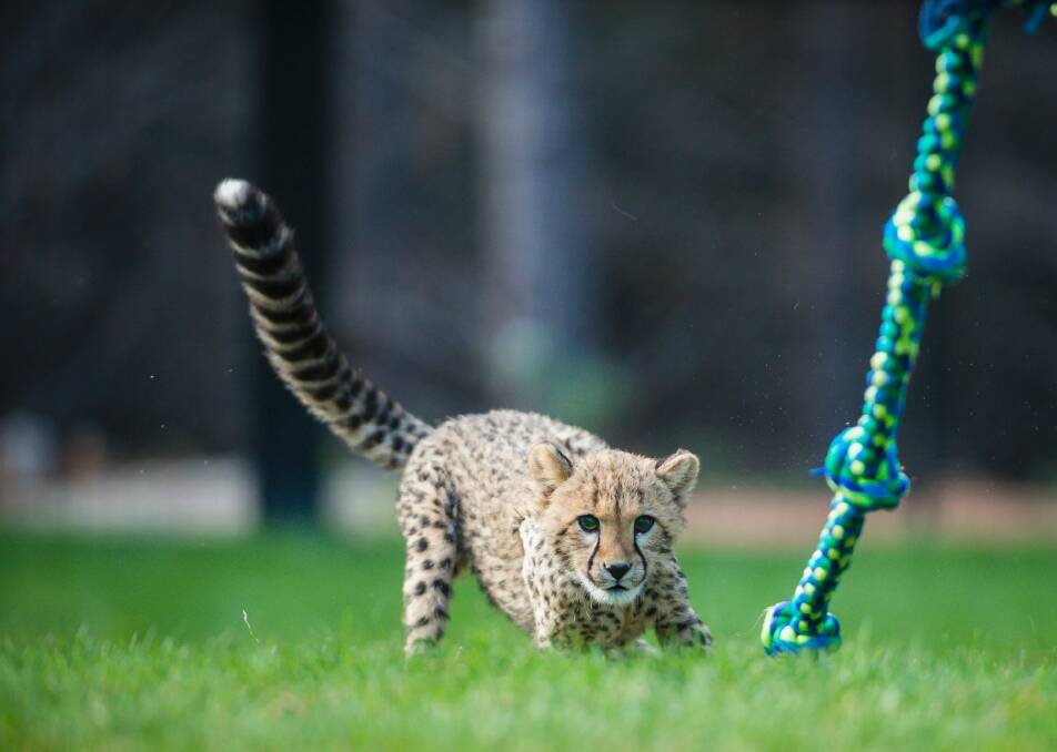 Cheetah cub Solo prepares to pounce on a rope at the National Zoo & Aquarium. Photo: Sitthixay Ditthavong