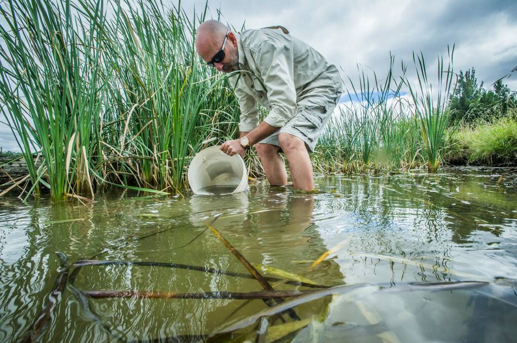 The ACT environment department released 60,000 fingerlings into ACT ponds and lakes. Aquatic ecologist Mark Jekabsons. Photo: Karleen Minney