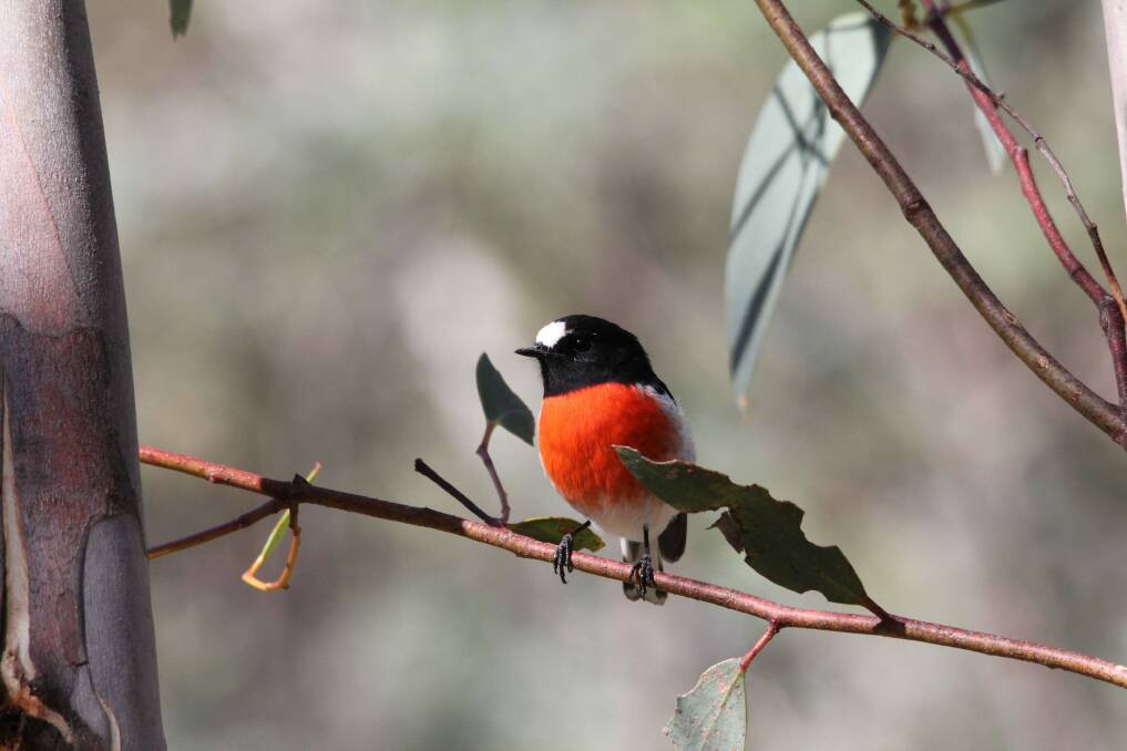 Black Mountain living treasure. A male Scarlet Robin.  Photo: Con Boekel