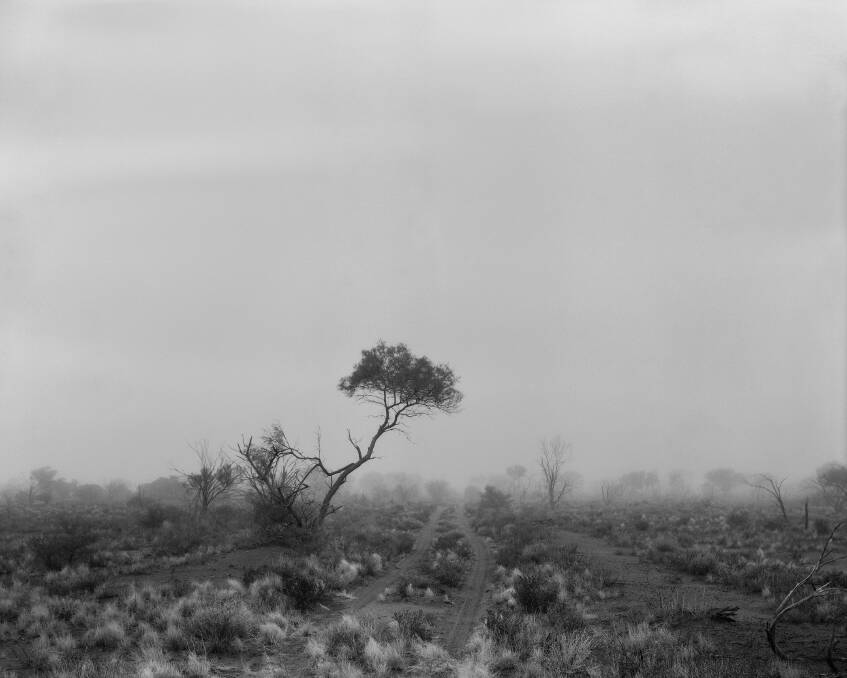 Paul Ogier: <i>One Tree</i>, carbon pigment on rag paper, 94 x 117cm, 2010. Copyright: the artist. Photo: Supplied