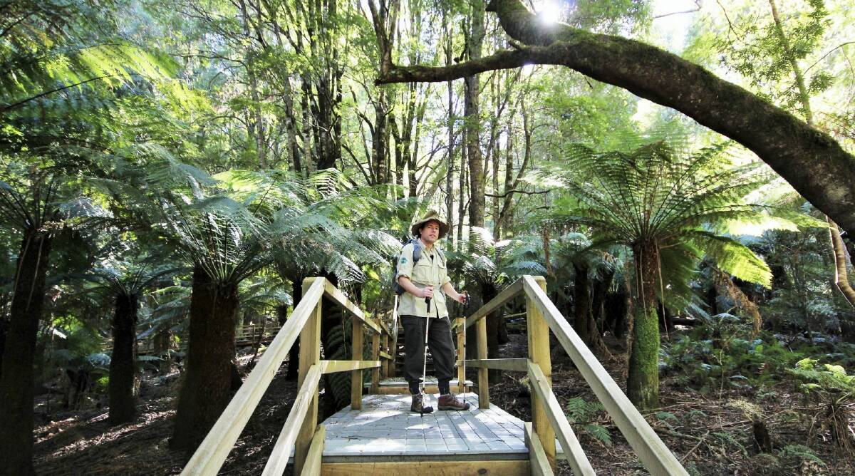 Ancient forest: Tim the Yowie Man explores the giant tree ferns of Penance Grove. Photo: Dave Moore