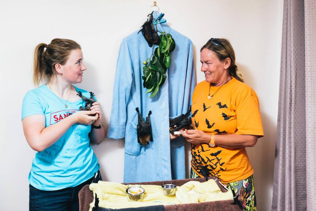 ACT Wildlife Flying Fox coordinator Kirstie Hawkins with Hannah Calderwood who is learning how to look after the bats. Photo: Rohan Thomson
