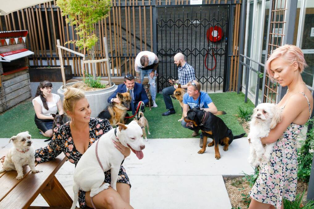 'Dating with Dogs' will be held at Capital Brewery in Fyshwick.  Photo: Sitthixay Ditthavong