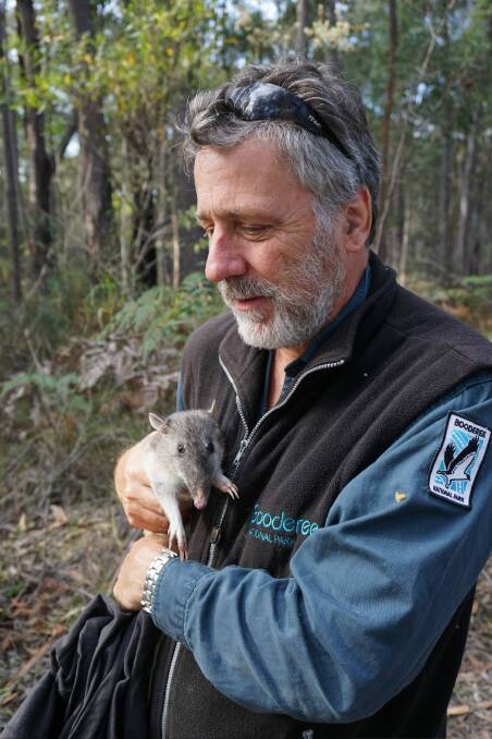 Dr Nick Dexter with the first southern brown bandicoot born at Booderee National Park as part of a collaborative reintroduction program. Photo: Parks Australia