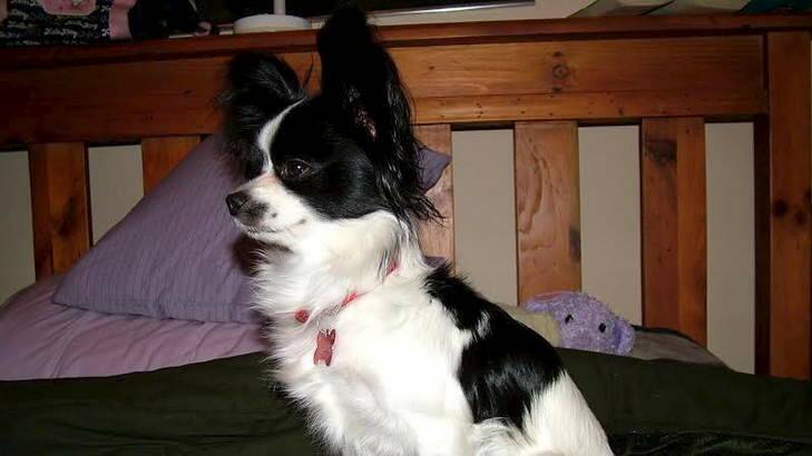 Genie, the 11-year-old papillon, allegedly lost by a Canberra pet groomer. Photo: Supplied