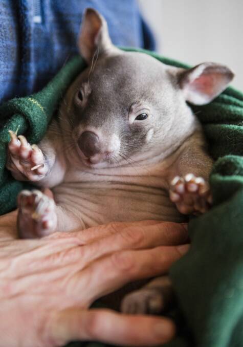 One of the patients at The Sleepy Burrows Wombat Sanctuary Photo: Jamila Toderas