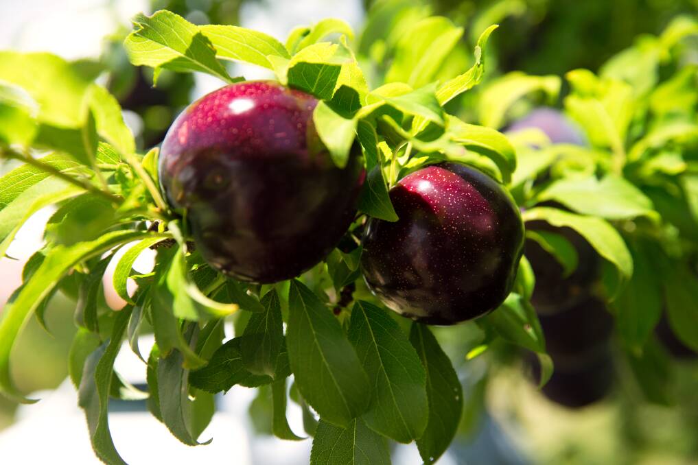 The Queen Garnet plum variety is dark-purple in colour. Photo: Supplied.