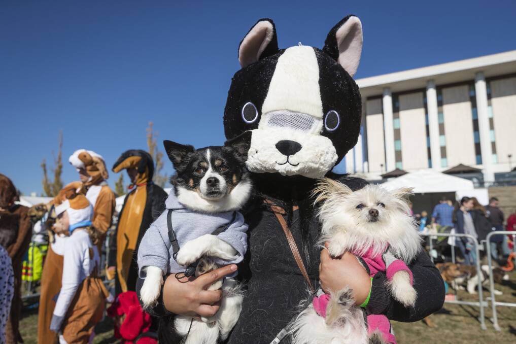 Melissa Niemiec with Bunny and Pingu at the Million Paws Walk in Canberra. 