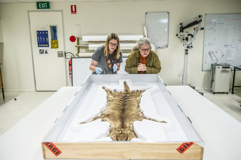 National Museum of Australia conservator Prue Castles (left) and head curator Dr Martha Sear, check out a newly acquired, rare thylacine (Tasmanian tiger) pelt. Photo: Karleen Minney