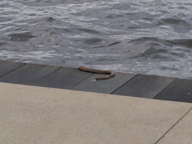 This snake was snapped hauling itself out of Lake Burley Griffin near the Kingston Foreshore on Thursday morning. Photo: Supplied