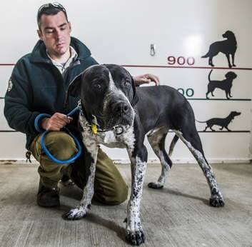 Dog ranger Jason Ritzen with a mastiff cross, reunited with its owners by Domestic Animal Services Shelter earlier this year. Photo: Rohan Thomson