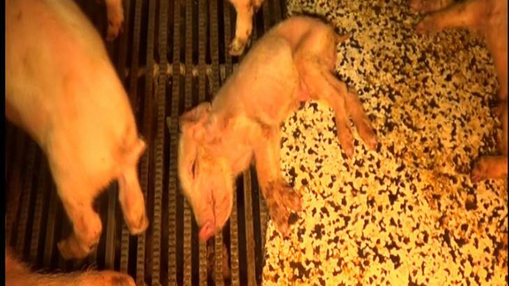 Disturbing footage ... dead piglets. Photo: Supplied