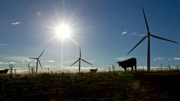 Cows stand near a wind farm. Photo: Ian Waldie