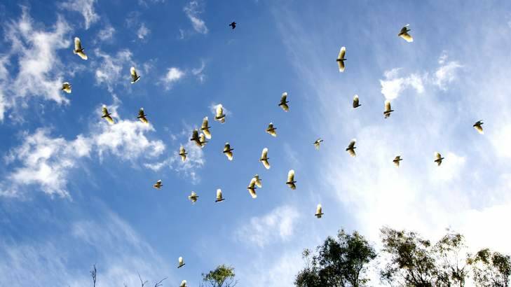 Cockatoos in flight ... a beautiful sight. Photo: Justin McManus