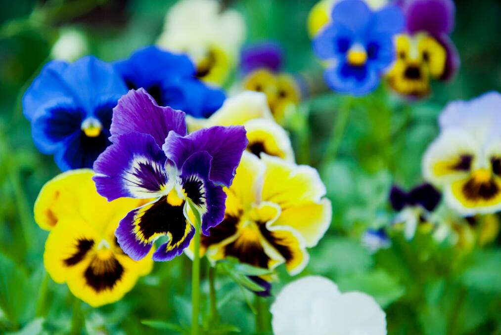 Planted at exactly the right time, pansies will bloom all through winter and into spring too.  Photo: iStock
