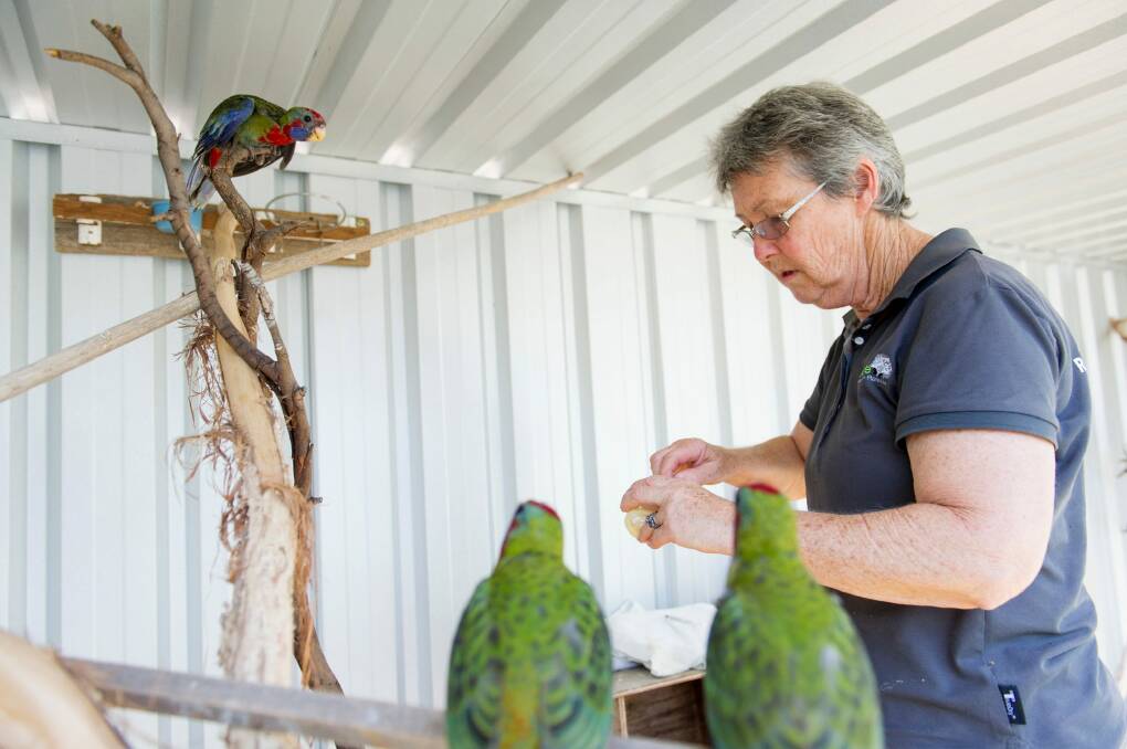 ACT Wildlife president Marg Peachey was an ACT finalist in the 2017 Australian of the Year awards in the Local Hero category. Photo: Jay Cronan