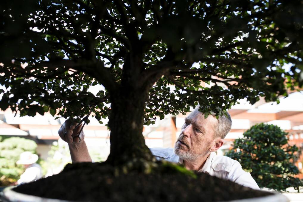 Kenn Basham has been living with HIV since 1986. He volunteers at The National Bonsai and Penjing Collection and the National Arboretum. Photo: Jamila Toderas