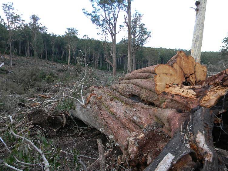 A giant cut-tail ash tree logged and left behind on the edge of rainforest gully. Photo: Goongerah Environment Centre