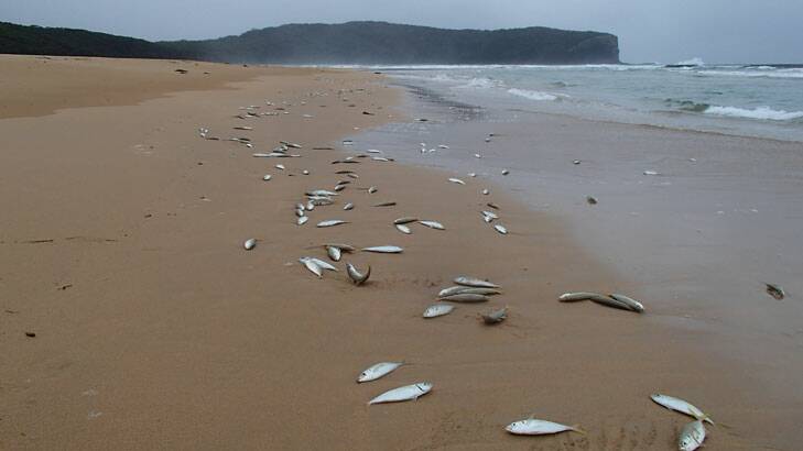Unusual: Hundreds of bait fish lie stranded on a beach at South Durras. Photo: John Perkins