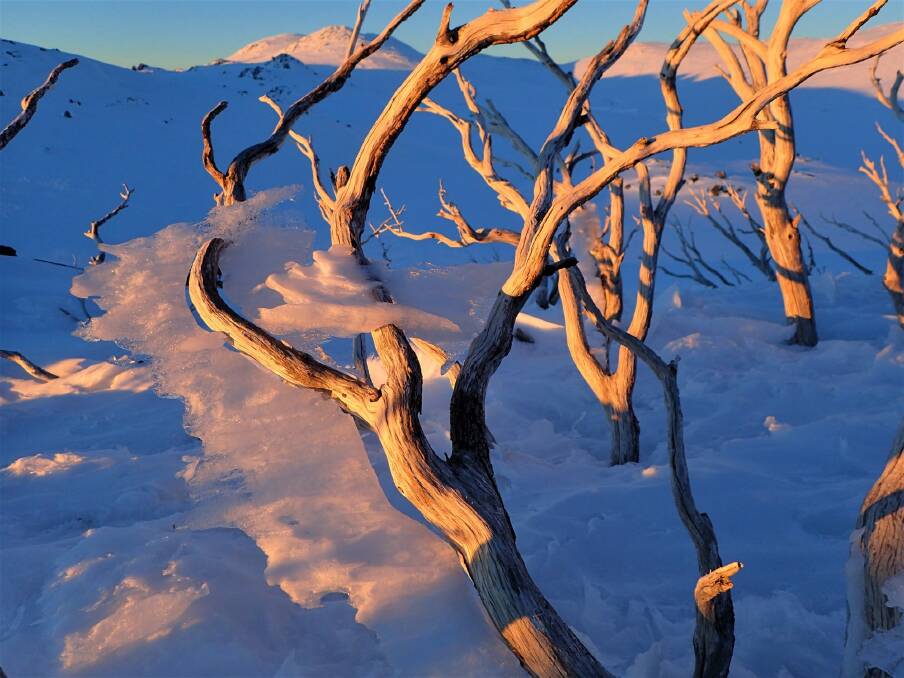 The skeleton of an ice-coated snow gum glows in the sunset. Photo: Peter Blunt