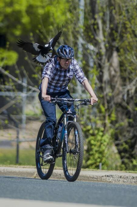 Pecking order: Canberra Times photographer Jay Cronan gets swooped by a magpie. See his helmet-cam video of a swooping magpie above. Photo: Jamila Toderas
